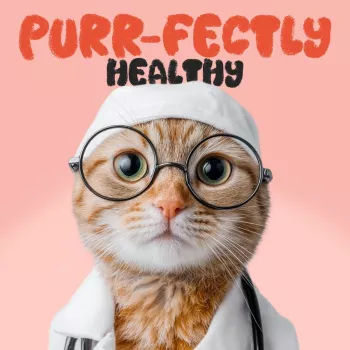 Indoor Cat Wellness Checklist: Daily Habits That Help