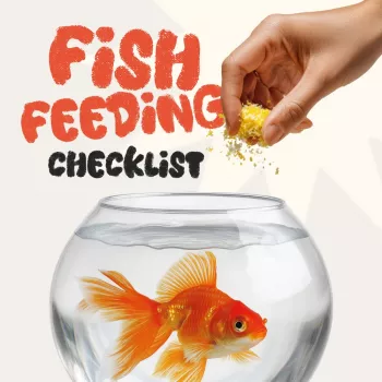Fish Feeding Routine: Portions, Timing & Daily Checklist