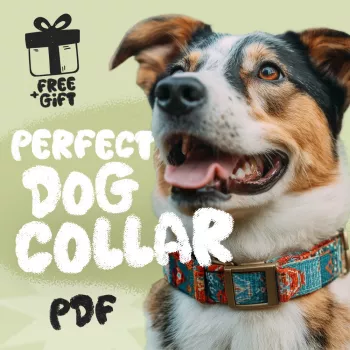 Dog Collar Fit & Safety Checklist: Choose the Right One